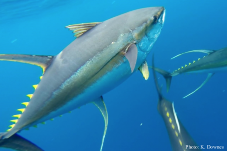 The Yellowfin Season: A Guide to the Ultimate Tuna Braai